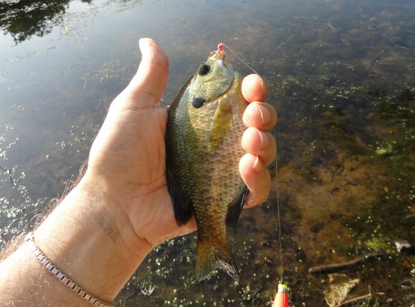 06-19-2011-my_lake_5.jpg