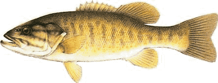 sm_bass.gif