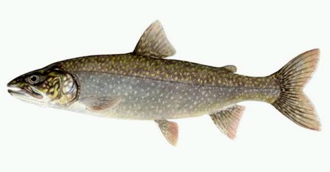 lake-trout.jpg