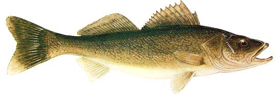 LBF_Walleye.jpg