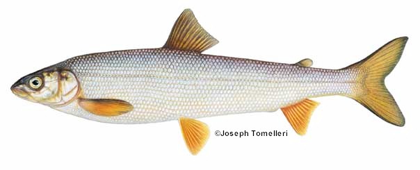 roundwhitefish.jpg